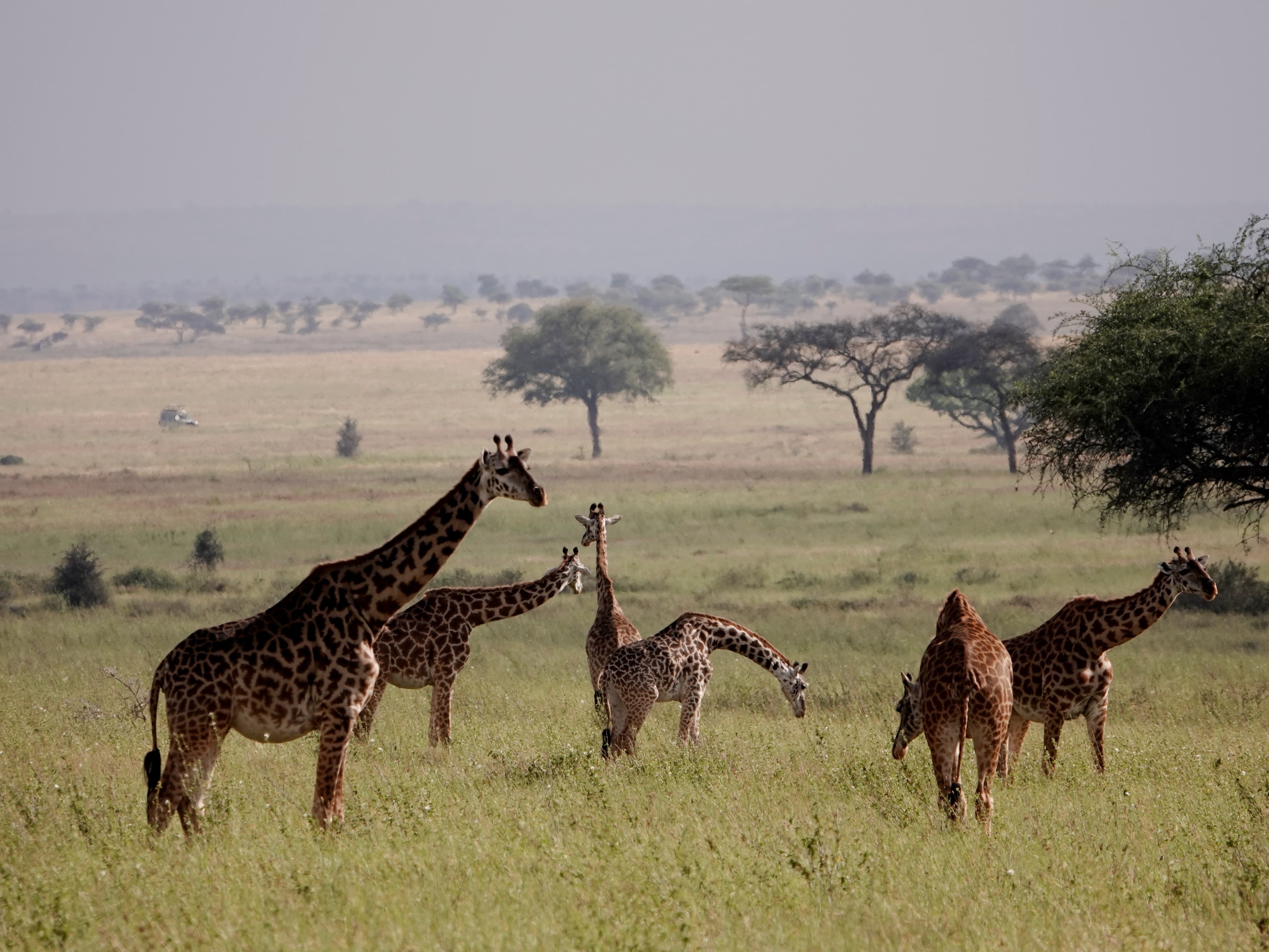 Tanzania 7 Days - 6 Nights Budget Safari